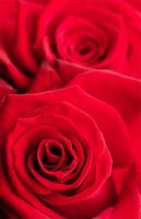 Red Rose Wallpaper Backgrounds poster