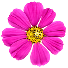 Flower Test App icône