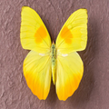 Catch the butterfly
