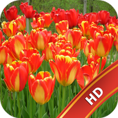 Tulips Wallpaper icon