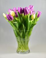 Tulips Wallpaper 截圖 1