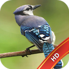 Bird Live Wallpaper HD icon