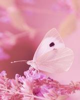 Butterfly Live Wallpaper HD 스크린샷 1