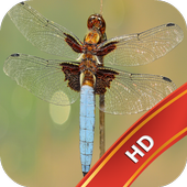 Dragonfly Live Wallpaper HD icon