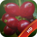 Fruit Live Wallpapers