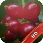 آیکون‌ Fruit Live Wallpapers