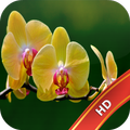 Orchid Live Wallpaper