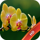 Orchid Live Wallpaper icon