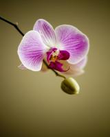 Orchid Live Wallpaper screenshot 1