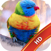 Parrot Live Wallpaper icon