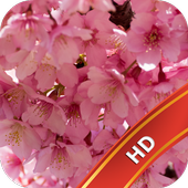 Sakura Live wallpaper HD icon