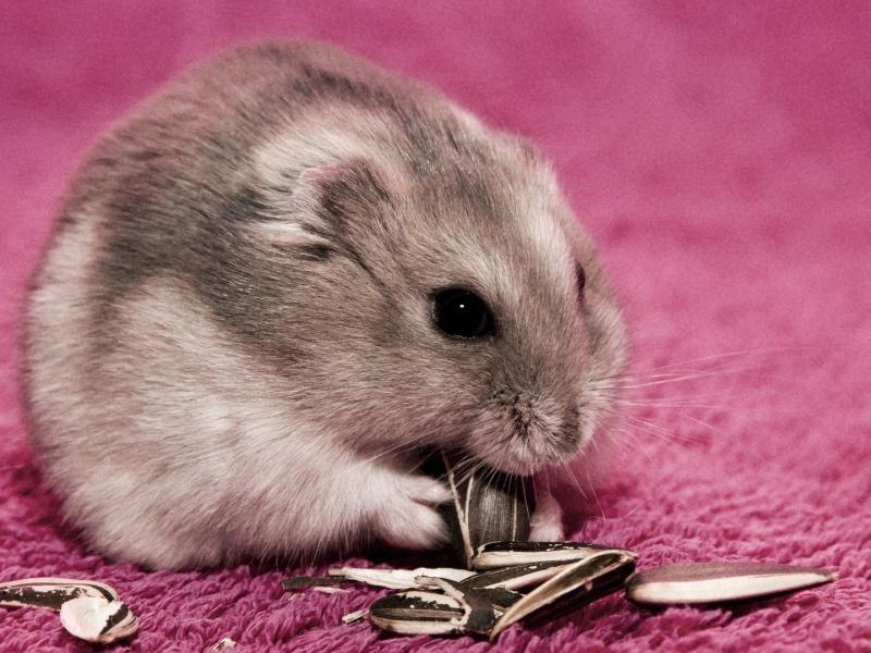 Android 用の Cute Hamster Wallpapers Hd Apk をダウンロード