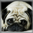 Pug Zipper Screen Lock أيقونة