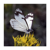 Forest Insect Pests أيقونة