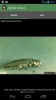 Forest Insect Pests 스크린샷 2