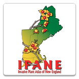 IPANE