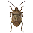 Midwest Stink Bug Assistant