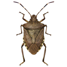 Midwest Stink Bug Assistant أيقونة