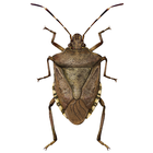 Midwest Stink Bug Assistant ไอคอน