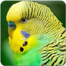 Budgerigar Sound : Parakeet Singing & Budgie Sound-APK