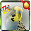 Budgie sounds Chirping