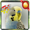 APK Budgie sounds Chirping