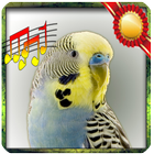 Budgie sounds Chirping icono