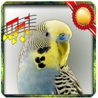 Budgie sounds Chirping ikona