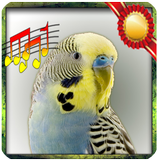 Budgie sounds Chirping icon
