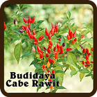 Budidaya Cabe Rawit आइकन