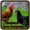 Budidaya Ayam kampung