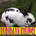Budidaya Kelinci Untuk Pemula