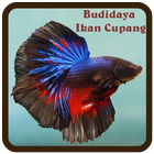 Budidaya Ikan Cupang آئیکن