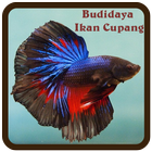 Budidaya Ikan Cupang biểu tượng