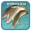 Budidaya Ikan Gabus APK