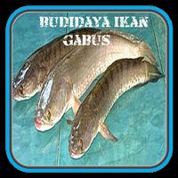 Budidaya Ikan Gabus capture d'écran 2