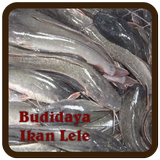 Budidaya Ikan Lele icono