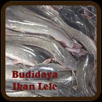 Budidaya Ikan Lele plakat