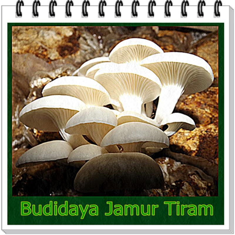 budidaya jamur tiram terbaik apk free books budidaya jamur tiram terbaik apk free books