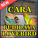 Budidaya Burung LoveBrid icône