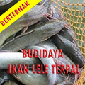 Budidaya ikan lele Dgn Terpal