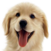 Dirty Puppy APK