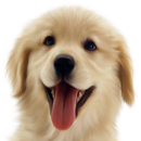 Dirty Puppy APK
