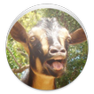 Random Goat sound