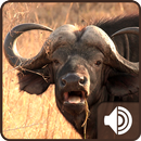 Buffalo Sounds APK