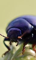 Bug Wallpaper Plakat