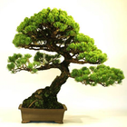 Bonsai Tree ikona