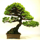 آیکون‌ Bonsai Tree