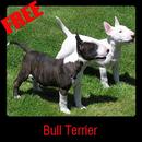 Bull Terrier APK