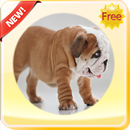 Funny Bulldog Photo Frames APK